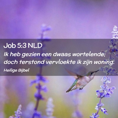 Picture 02 - Job 5:3 NLD - Ik heb gezien een dwaas wortelende; doch terstond - Bible Verse Picture