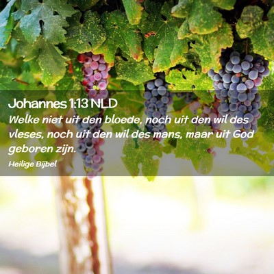 Picture 02 - Johannes 1:13 NLD - Welke niet uit den bloede, noch uit den wil des - Bible Verse Picture