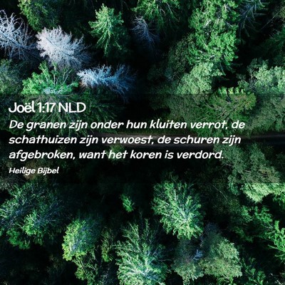 Picture 02 - Joël 1:17 NLD - De granen zijn onder hun kluiten verrot, de - Bible Verse Picture
