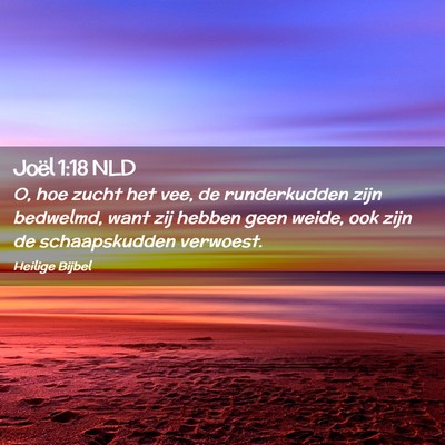 Picture 02 - Joël 1:18 NLD - O, hoe zucht het vee, de runderkudden zijn - Bible Verse Picture