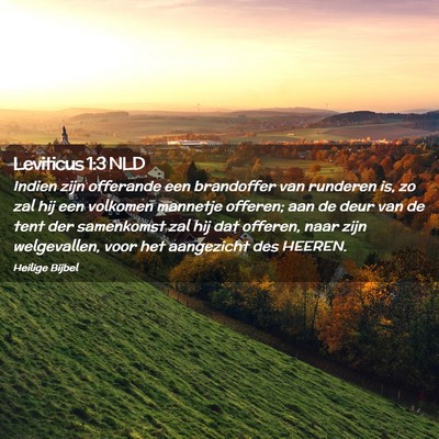 Picture 02 - Leviticus 1:3 NLD - Indien zijn offerande een brandoffer van runderen - Bible Verse Picture