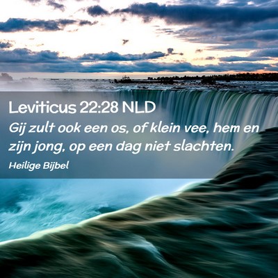 Picture 02 - Leviticus 22:28 NLD - Gij zult ook een os, of klein vee, hem en zijn - Bible Verse Picture