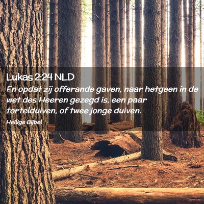 Picture 02 - Lukas 2:24 NLD - En opdat zij offerande gaven, naar hetgeen in de - Bible Verse Picture