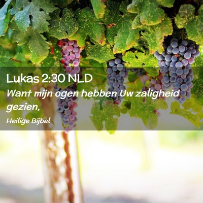Picture 02 - Lukas 2:30 NLD - Want mijn ogen hebben Uw zaligheid - Bible Verse Picture