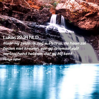 Picture 02 - Lukas 22:34 NLD - Maar Hij zeide: Ik zeg u, Petrus, de haan zal - Bible Verse Picture