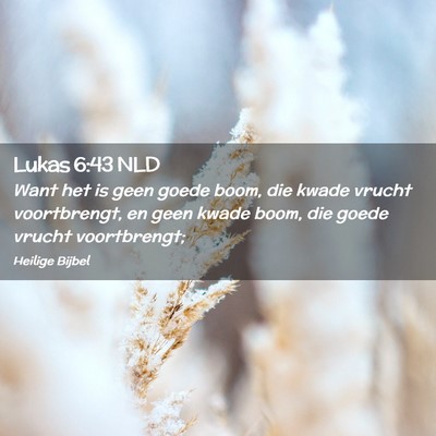 Picture 02 - Lukas 6:43 NLD - Want het is geen goede boom, die kwade vrucht - Bible Verse Picture
