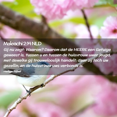 Picture 02 - Maleachi 2:14 NLD - Gij nu zegt: Waarom? Daarom dat de HEERE een - Bible Verse Picture