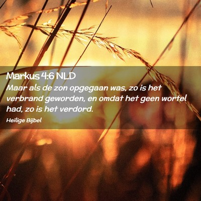 Picture 02 - Markus 4:6 NLD - Maar als de zon opgegaan was, zo is het verbrand - Bible Verse Picture