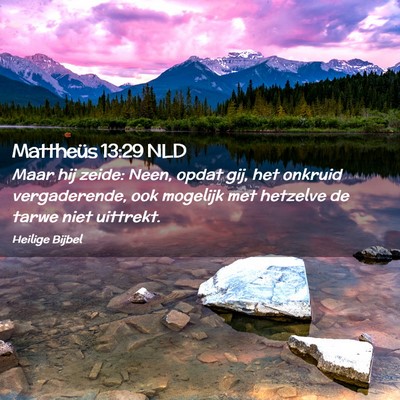 Picture 02 - Mattheüs 13:29 NLD - Maar hij zeide: Neen, opdat gij, het onkruid - Bible Verse Picture