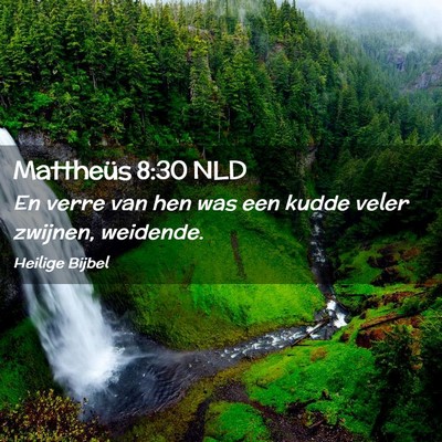 Picture 02 - Mattheüs 8:30 NLD - En verre van hen was een kudde veler zwijnen, - Bible Verse Picture