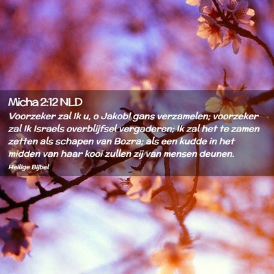 Picture 02 - Micha 2:12 NLD - Voorzeker zal Ik u, o Jakob! gans verzamelen; - Bible Verse Picture