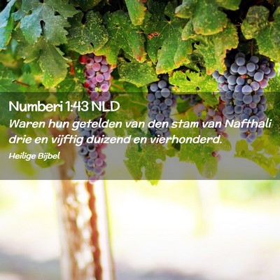 Picture 02 - Numberi 1:43 NLD - Waren hun getelden van den stam van Nafthali drie - Bible Verse Picture