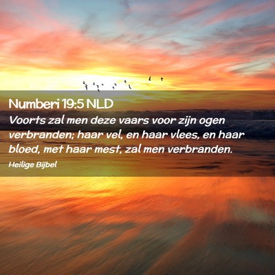 Picture 02 - Numberi 19:5 NLD - Voorts zal men deze vaars voor zijn ogen - Bible Verse Picture
