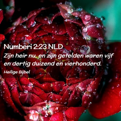 Picture 02 - Numberi 2:23 NLD - Zijn heir nu, en zijn getelden waren vijf en - Bible Verse Picture