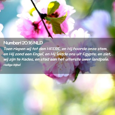 Picture 02 - Numberi 20:16 NLD - Toen riepen wij tot den HEERE, en Hij hoorde onze - Bible Verse Picture