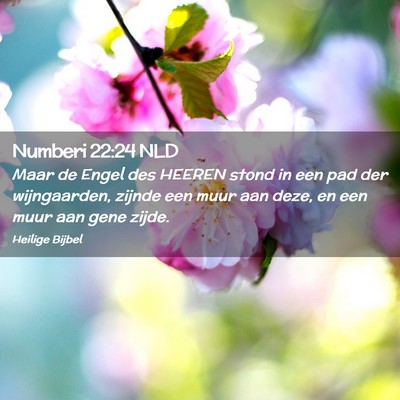 Picture 02 - Numberi 22:24 NLD - Maar de Engel des HEEREN stond in een pad der - Bible Verse Picture