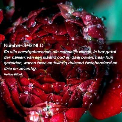 Picture 02 - Numberi 3:43 NLD - En alle eerstgeborenen, die mannelijk waren, in - Bible Verse Picture