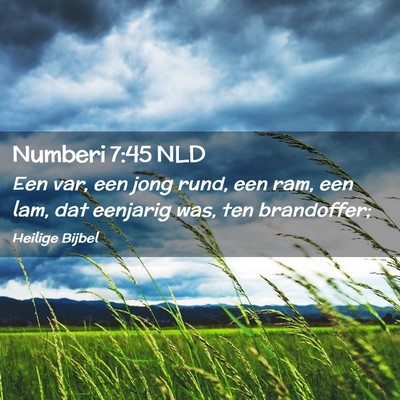 Picture 02 - Numberi 7:45 NLD - Een var, een jong rund, een ram, een lam, dat - Bible Verse Picture