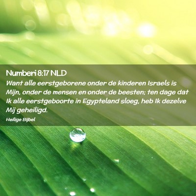 Picture 02 - Numberi 8:17 NLD - Want alle eerstgeborene onder de kinderen Israels - Bible Verse Picture
