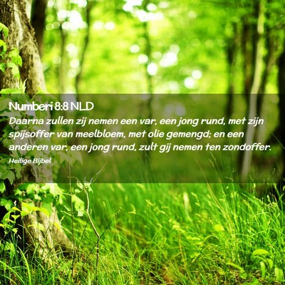 Picture 02 - Numberi 8:8 NLD - Daarna zullen zij nemen een var, een jong rund, - Bible Verse Picture