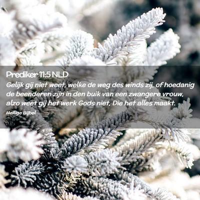 Picture 02 - Prediker 11:5 NLD - Gelijk gij niet weet, welke de weg des winds zij, - Bible Verse Picture