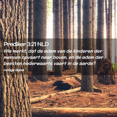 Picture 02 - Prediker 3:21 NLD - Wie merkt, dat de adem van de kinderen der mensen - Bible Verse Picture