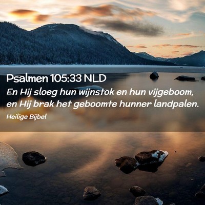 Picture 02 - Psalmen 105:33 NLD - En Hij sloeg hun wijnstok en hun vijgeboom, en - Bible Verse Picture