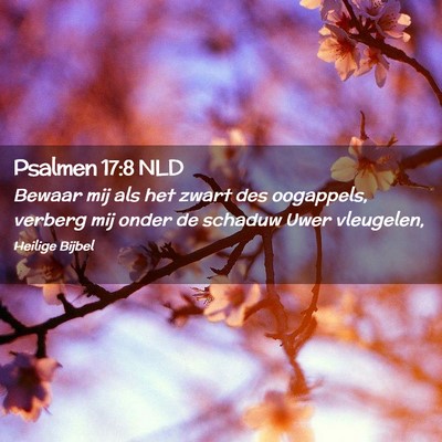 Picture 02 - Psalmen 17:8 NLD - Bewaar mij als het zwart des oogappels, verberg - Bible Verse Picture