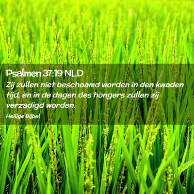 Picture 02 - Psalmen 37:19 NLD - Zij zullen niet beschaamd worden in den kwaden - Bible Verse Picture