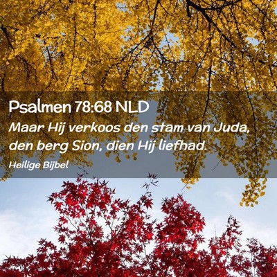 Picture 02 - Psalmen 78:68 NLD - Maar Hij verkoos den stam van Juda, den berg - Bible Verse Picture