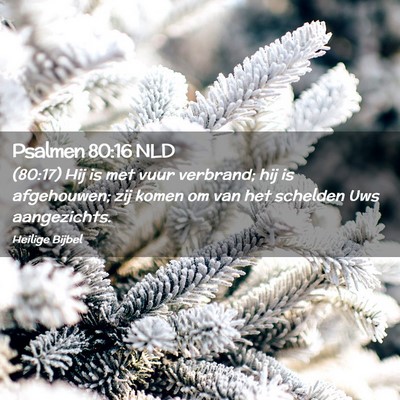 Picture 02 - Psalmen 80:16 NLD - (80:17) Hij is met vuur verbrand; hij is - Bible Verse Picture
