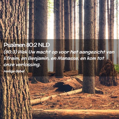 Picture 02 - Psalmen 80:2 NLD - (80:3) Wek Uw macht op voor het aangezicht van - Bible Verse Picture