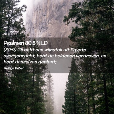 Picture 02 - Psalmen 80:8 NLD - (80:9) Gij hebt een wijnstok uit Egypte - Bible Verse Picture