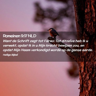 Picture 02 - Romeinen 9:17 NLD - Want de Schrift zegt tot Farao: Tot ditzelve heb - Bible Verse Picture