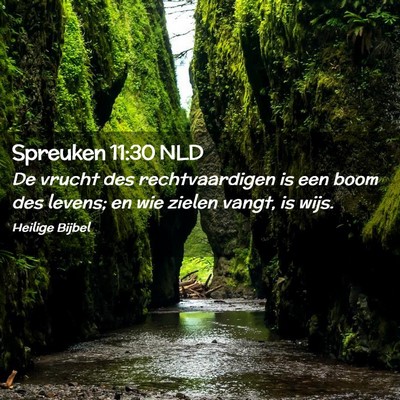 Picture 02 - Spreuken 11:30 NLD - De vrucht des rechtvaardigen is een boom des - Bible Verse Picture