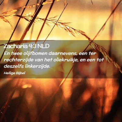 Picture 02 - Zacharia 4:3 NLD - En twee olijfbomen daarnevens, een ter - Bible Verse Picture
