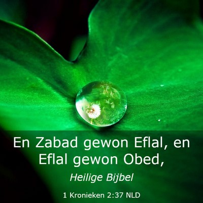 Picture 03 - 1 Kronieken 2:37 NLD - En Zabad gewon Eflal, en Eflal gewon - Bible Verse Picture