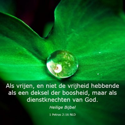 Picture 03 - 1 Petrus 2:16 NLD - Als vrijen, en niet de vrijheid hebbende als een - Bible Verse Picture