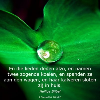 Picture 03 - 1 Samuël 6:10 NLD - En die lieden deden alzo, en namen twee zogende - Bible Verse Picture
