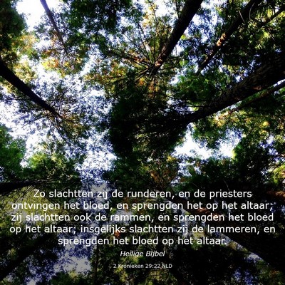 Picture 03 - 2 Kronieken 29:22 NLD - Zo slachtten zij de runderen, en de priesters - Bible Verse Picture