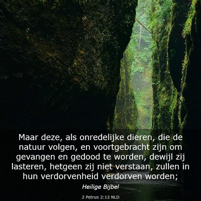 Picture 03 - 2 Petrus 2:12 NLD - Maar deze, als onredelijke dieren, die de natuur - Bible Verse Picture