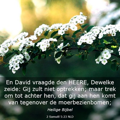 Picture 03 - 2 Samuël 5:23 NLD - En David vraagde den HEERE, Dewelke zeide: Gij - Bible Verse Picture