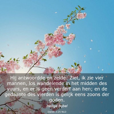 Picture 03 - Daniël 3:25 NLD - Hij antwoordde en zeide: Ziet, ik zie vier - Bible Verse Picture