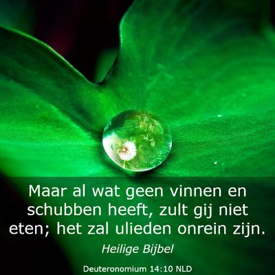 Picture 03 - Deuteronomium 14:10 NLD - Maar al wat geen vinnen en schubben heeft, zult - Bible Verse Picture