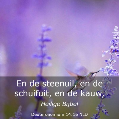 Picture 03 - Deuteronomium 14:16 NLD - En de steenuil, en de schuifuit, en de - Bible Verse Picture