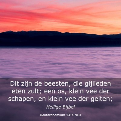 Picture 03 - Deuteronomium 14:4 NLD - Dit zijn de beesten, die gijlieden eten zult; een - Bible Verse Picture