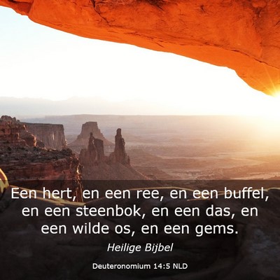 Picture 03 - Deuteronomium 14:5 NLD - Een hert, en een ree, en een buffel, en een - Bible Verse Picture