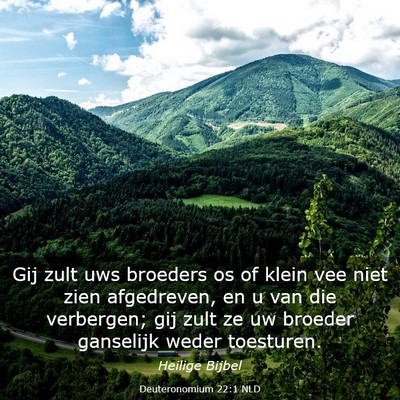 Picture 03 - Deuteronomium 22:1 NLD - Gij zult uws broeders os of klein vee niet zien - Bible Verse Picture