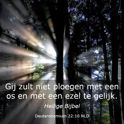 Picture 03 - Deuteronomium 22:10 NLD - Gij zult niet ploegen met een os en met een ezel - Bible Verse Picture