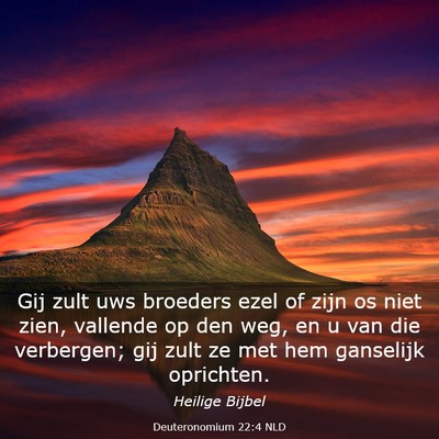 Picture 03 - Deuteronomium 22:4 NLD - Gij zult uws broeders ezel of zijn os niet zien, - Bible Verse Picture